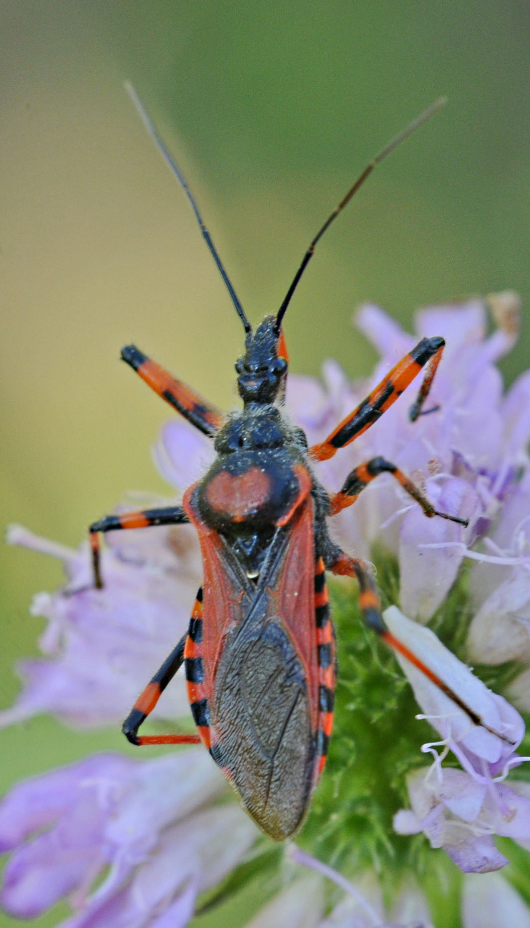 Rhynocoris iracundus? S